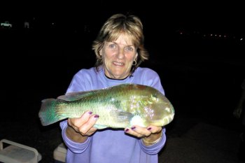 Parrot Fish