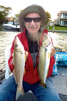 Nerang River Whiting